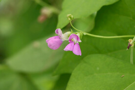 四季豆花