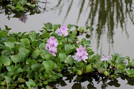 水葫芦花