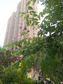 小区园林绿化