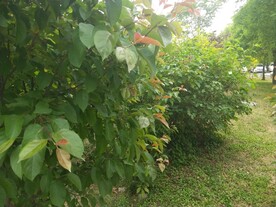 小区园林绿化