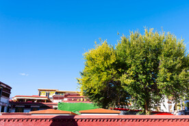西藏拉萨八廓街大昭寺围墙内绿树