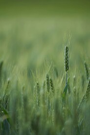 青色麦田摄影