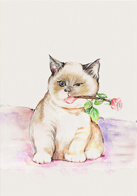 彩绘猫先生