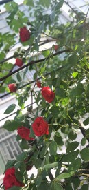 红玫瑰