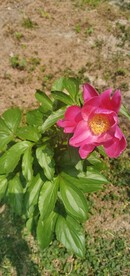 红芍药
