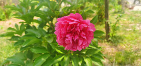 红芍药