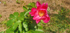 红芍药