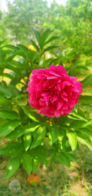 红芍药