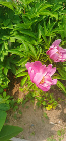 红芍药