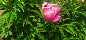 芍药花