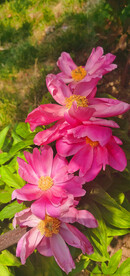 芍药