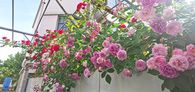 红玫瑰