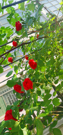 红玫瑰