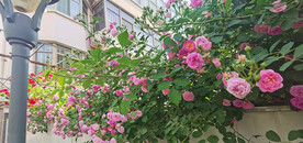 红玫瑰