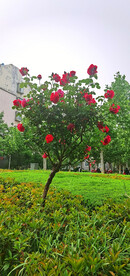 红玫瑰 