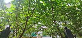樱花落了叶子生机盎然