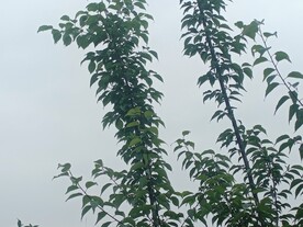 天空中的树