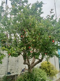 石榴树