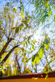 西藏拉萨罗布林卡阳光树叶