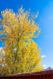 西藏拉萨罗布林卡树