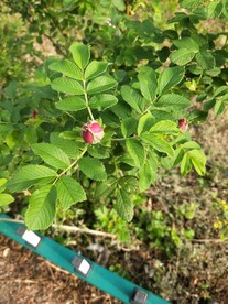 月季 玫瑰