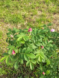 玫瑰 月季