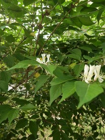 金银花
