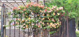 蔷薇花