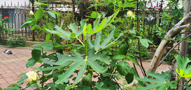 无花果与黄玫瑰