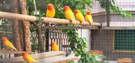 小鹦鹉