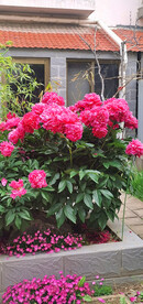 芍药