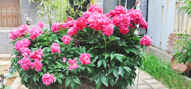 芍药