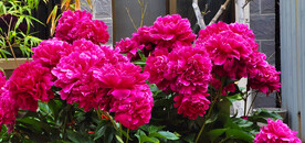 芍药