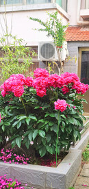 芍药