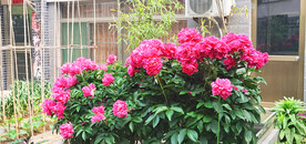 红芍药