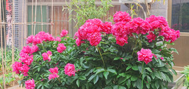 红色芍药