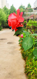 红玫瑰