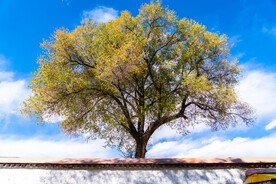 西藏拉萨罗布林卡古树