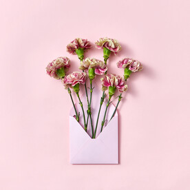 花朵信封摄影