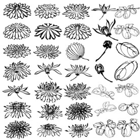 PS笔刷 菊花 国画