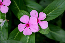 长春花
