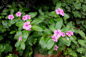 逸棵长春花