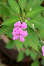 风仙花
