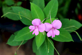 风仙花