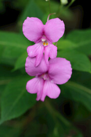 风仙花