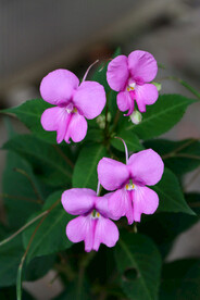 风仙花