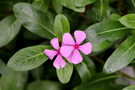 逸棵长春花