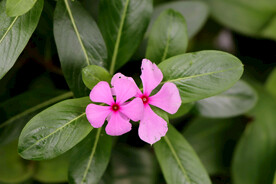 逸棵长春花