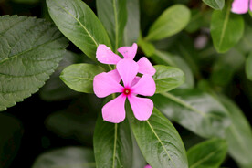 逸棵长春花
