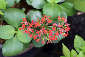 小花